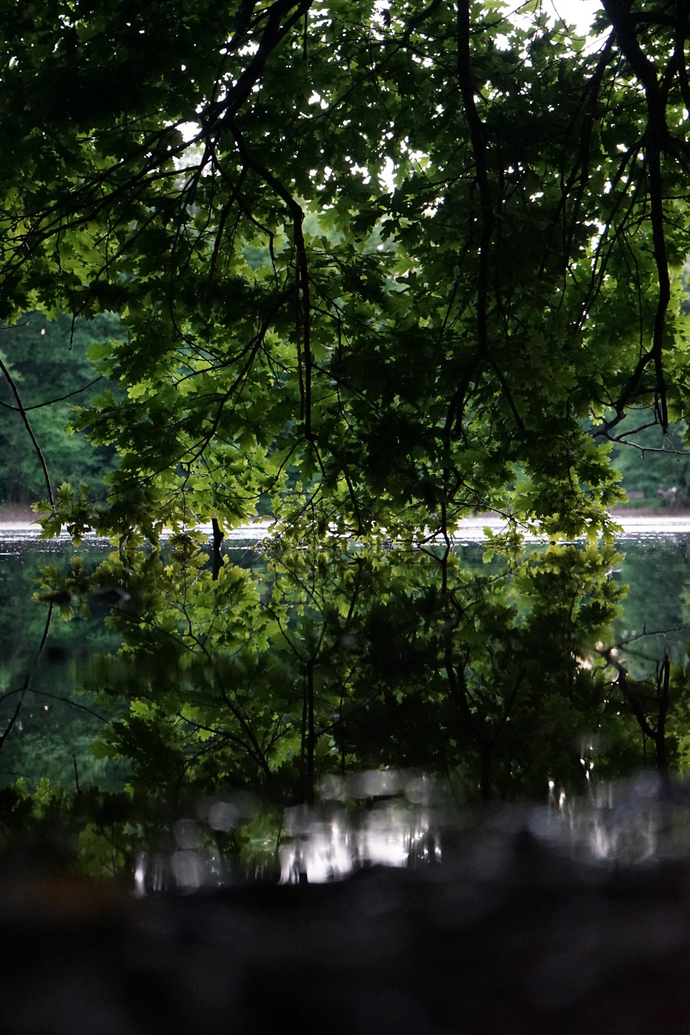 A photo of a sunset over a lake with a tree in the foreground.