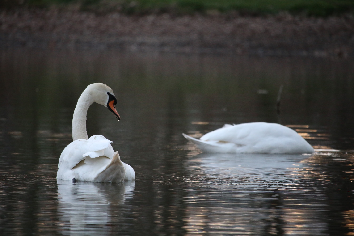 Two swans swimming in a lake.